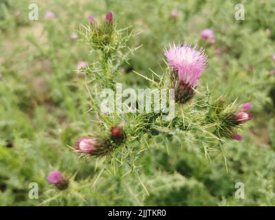 Un primo piano di cardo di latte (Silybum marianum) fiori che crescono in un giardino Foto Stock