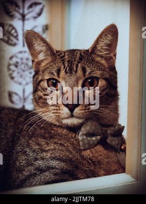 Il gatto tabby d'argento con gli occhi gialli ritratto Foto Stock