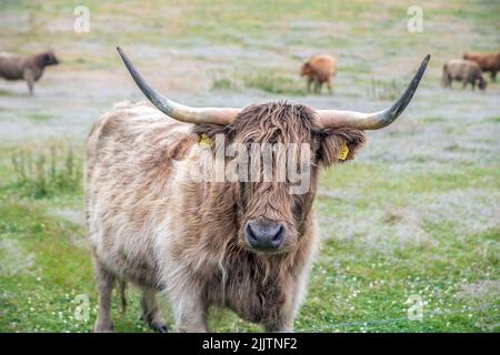 Bestiame delle Highland nella provincia svedese di Skane in estate. Foto: Bo Arrhed Foto Stock