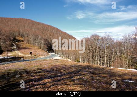 Una strada che attraversa una fitta foresta in una giornata di sole Foto Stock