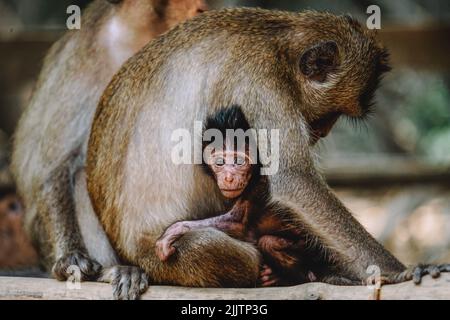 Un bel colpo di scimmia che abbraccia è bambino Foto Stock