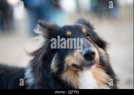 Un ritratto di una bella collie di bordo Foto Stock