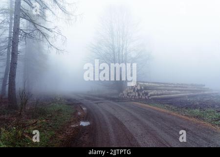 Le strade forestali conducono attraverso la mistica foresta di nubi Foto Stock