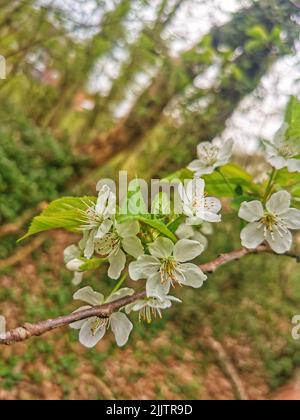 Una bella vista di fiori di ciliegio in fiore in un giardino Foto Stock