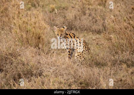 Serval in cerca di cibo nella natura. Foto Stock