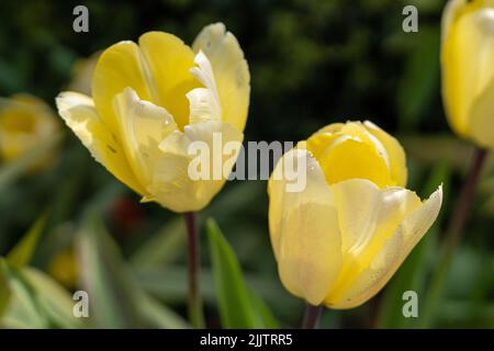 Il primo piano dei tulipani gialli sul campo Foto Stock