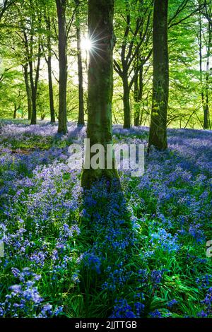 Bluebell WOOD, Newbury, Berkshire, Inghilterra, Regno Unito, Europa Foto Stock