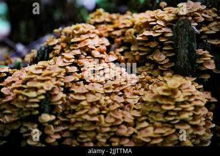 A closeup shot of group of growing Honey agaric mushrooms in blurred background Stock Photo