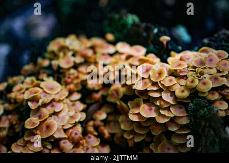 Un primo colpo di gruppo di funghi agarici di Miele in crescita su sfondo sfocato Foto Stock