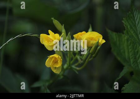 Un primo piano di fiore giallo Freesia isolato in verde sfondo naturale Foto Stock