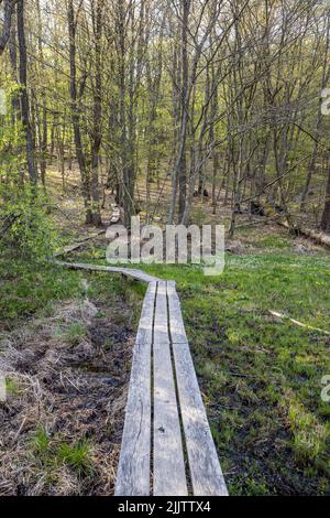 Un colpo verticale della passerella vuota che passa attraverso la foresta. Szoce, Ungheria. Foto Stock