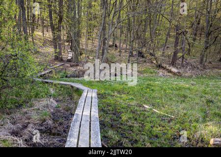 La passerella vuota che passa attraverso la foresta. Szoce, Ungheria. Foto Stock