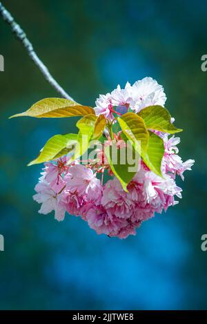 Un'immagine macro verticale di fiori Sakura (fiore di ciliegio) che sbocciano sull'albero Foto Stock