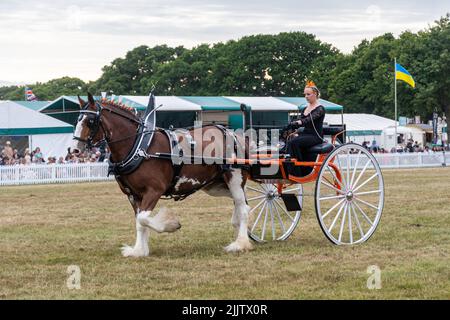 New Forest e Hampshire County Show nel luglio 2022, Inghilterra, Regno Unito. Signore cavallo pesante e cart classe in arena. Foto Stock