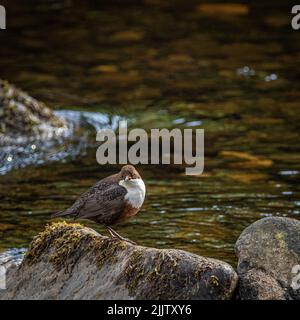 Un Dipper in piedi su una roccia sul lato di un fiume alla ricerca di cibo Foto Stock
