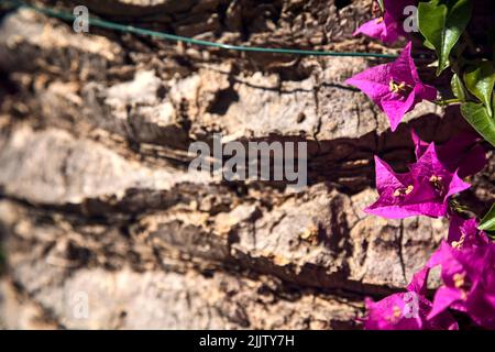 Bougainvillea viola in fiore con un tronco di palma come sfondo Foto Stock