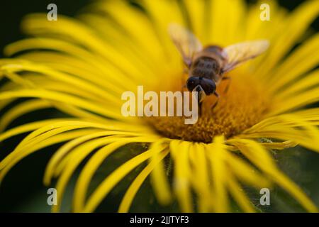 Il drone comune vola chiamato Eristalis tenax, una specie comune europea di hoverfly, raccogliendo polline da una pianta di Inula helenium in Kew Gardens Foto Stock