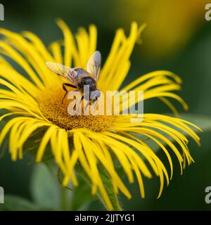 Il drone comune vola chiamato Eristalis tenax, una specie comune europea di hoverfly, raccogliendo polline da una pianta di Inula helenium in Kew Gardens Foto Stock