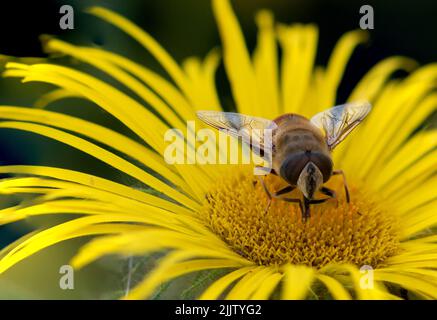 Il drone comune vola chiamato Eristalis tenax, una specie comune europea di hoverfly, raccogliendo polline da una pianta di Inula helenium in Kew Gardens Foto Stock