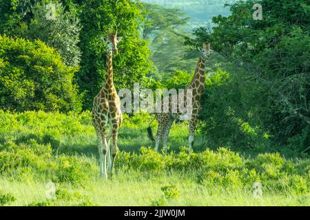 Giraffa nel Parco Nazionale del Lago Nakuru del Kenya. Foto Stock