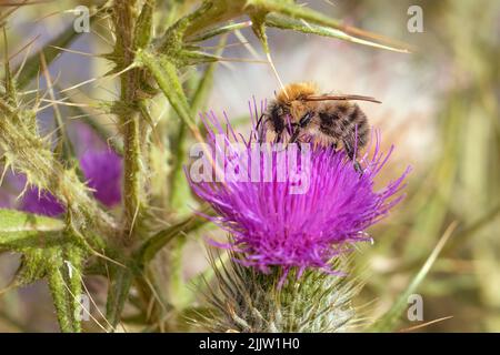 Ape raccogliendo nettare su pianta di cardo Foto Stock