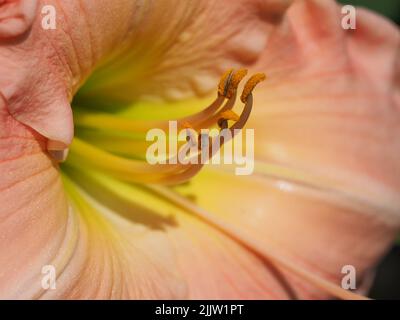 Macro di pesca e giallo Daylily STAMEN Foto Stock