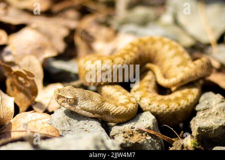 Asp viper, Vipera aspis in nature in Catalonia, Spain, Europe Stock Photo