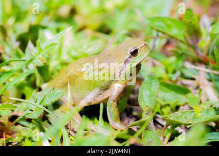 Rana verde macro, Hyla meridionalis in Catalogna, Spagna, Europa Foto Stock