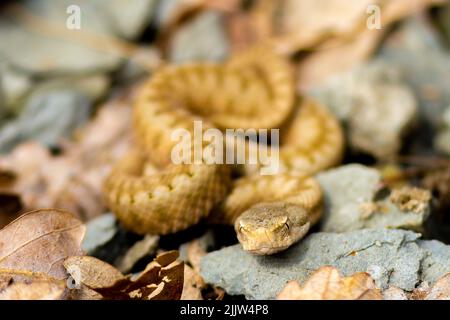 ASP viper, Vipera aspis in natura in Catalogna, Spagna, Europa Foto Stock