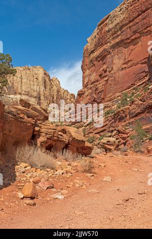 Dry Stream Bed nel Red Rock Canyon nel Grand Wash nel Capitol Reef National Park dello Utah Foto Stock