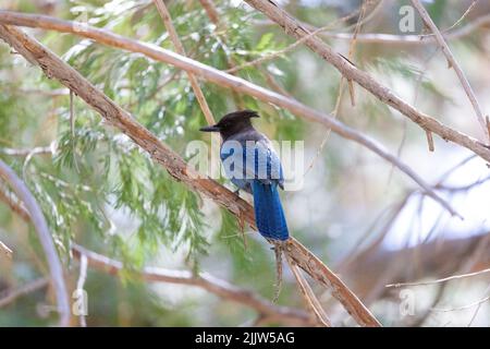 Un giay blu di stellers seduto su un ramo di albero, Stati Uniti Foto Stock