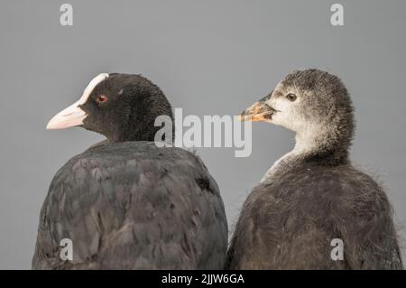 Coot adulto e novellame in primo piano solo guardando il mondo andare da vicino Foto Stock