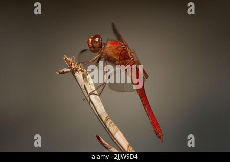 Flame Skimmer Dragonfly, Libellula saturata, mostrata contro uno sfondo smorzato. Mostrato a Pasadena, California. Foto Stock