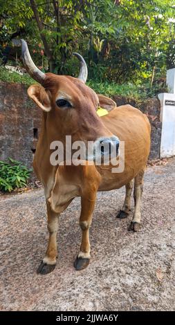una mucca bruna che ascolta e osserva pazientemente in campagna la sera Foto Stock