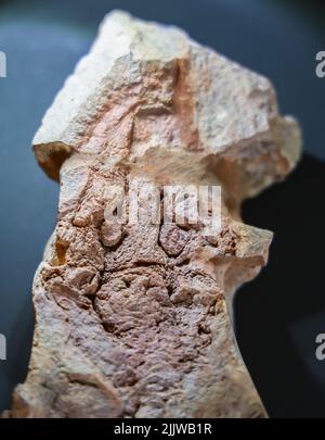 Chemnitz, Germania. 28th luglio 2022. Il reperimento originale di un anfibio di 291 milioni di anni dalla Foresta pietrificata di Chemnitz è in mostra presso il Museo di Storia Naturale della città. La specie scoperta di recente è un cranio anfibio tetto con zampe posteriori stocky e un grande piatto cranio. Le caratteristiche anatomiche dell'anfibio insettivoro differiscono da tutte le forme comparabili note finora. Il fossile fu scoperto durante gli scavi tra il 2008 e il 2011 a Chemnitz. La Foresta pietrificata di Chemnitz è un importante sito fossile paleobotanico. Credit: Jan Woitas/dpa/ZB/dpa/Alamy Live News Foto Stock