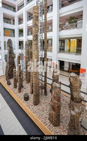 Chemnitz, Germania. 28th luglio 2022. La Foresta pietrificata di Chemnitz si trova nel Museo di Storia Naturale della città. Una specie di 291 milioni di anni scoperta di recente è un anfibio del cranio del tetto con le gambe posteriori stocky ed una grande piastra del cranio. Le caratteristiche anatomiche dell'anfibio insettivoro differiscono da tutte le forme comparabili note finora. Il fossile fu scoperto durante gli scavi tra il 2008 e il 2011 a Chemnitz. La Foresta pietrificata di Chemnitz è un importante sito fossile paleobotanico. Credit: Jan Woitas/dpa/ZB/dpa/Alamy Live News Foto Stock