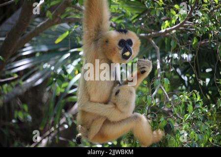 Mamma scimmia con la sua giovane appesa ad un ramo. Sono della specie gibbone gabbiello giallo (Nomascus gabriellae) Foto Stock