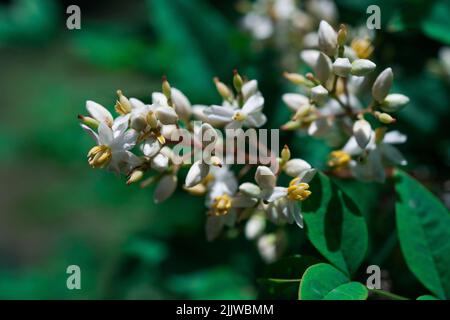 Nandina domestica isolato. Bambù celeste. Celeste bambù Gulf Stream fiori. Foto Stock