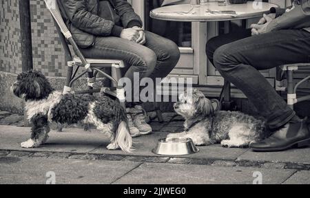 Una foto in scala di grigi di due cani seduti a terra vicino a una coppia in un bar Foto Stock