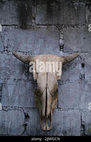 Testa cranio di bufala cowor con corna su sfondo bianco mattone Foto Stock