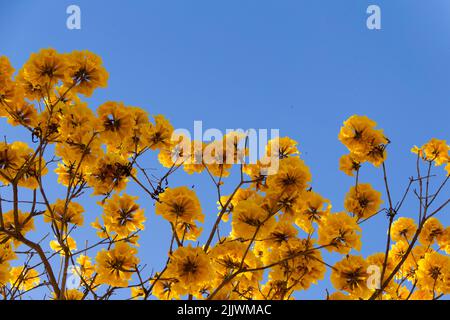 Alcuni rami gialli di ipe fioriti con cielo blu sullo sfondo. (Handroanthus albus). Foto Stock