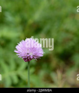 Erba cipollina o Allium Schoenoprasum in fiore con fiori viola viola e steli verdi. L'erba cipollina è un'erba commestibile per l'uso in cucina. Foto Stock