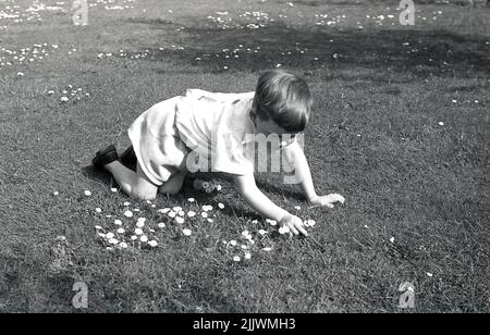 1960s, storico, primaverile ed esterno su un campo, un ragazzo giovane, inginocchiandosi sulle mani e le ginocchia su un campo di erba, raccogliendo i petali margherita dai fiori, Inghilterra, Regno Unito. Un fiore di nascita di aprile, le margherite si dice simboleggiano l'innocenza e la speranza. In Gran Bretagna, il fiore è noto come la margherita comune o laio. Foto Stock