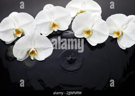 Orchidea bianca e pietre nere in acqua Foto Stock