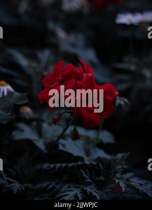 Un colpo verticale di fiori di geranio rosso in un giardino durante la sera Foto Stock