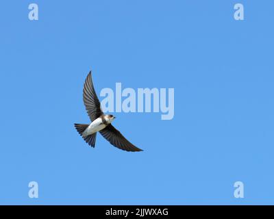 Sand martin (Riparia riparia) che vola in alto contro un cielo blu, Cornovaglia, Regno Unito, aprile. Foto Stock