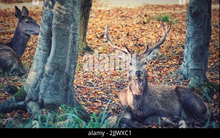 Una maestosa renna seduta accanto a tronchi d'albero in una foresta d'autunno Foto Stock