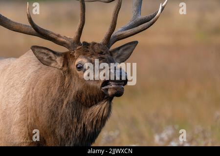 Un primo piano di una maestosa renna in un campo verde Foto Stock