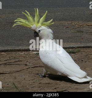 Vista a tutta lunghezza di un uccello di Cockatoo con crepe gialle rialzate che cammina a terra in un sobborgo di Sydney, Australia Foto Stock