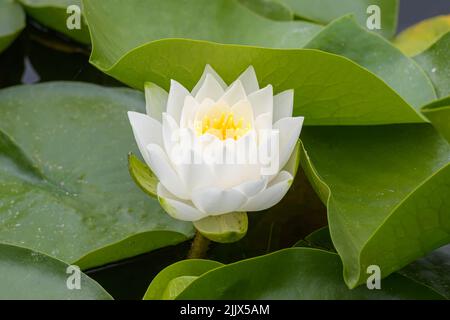 Un singolo fiore bianco del giglio dell'acqua è centrale in un gruppo dei pattini verdi del giglio in primo piano Foto Stock